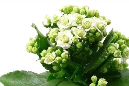长寿花开花旺盛有什么预兆