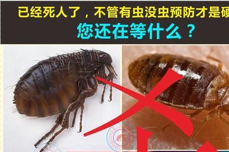 家里面有跳蚤虱子怎么去除啊