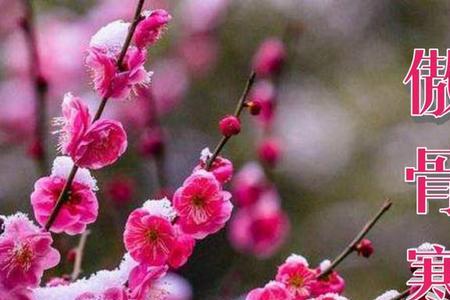 梅花的傲骨之风怎么解释