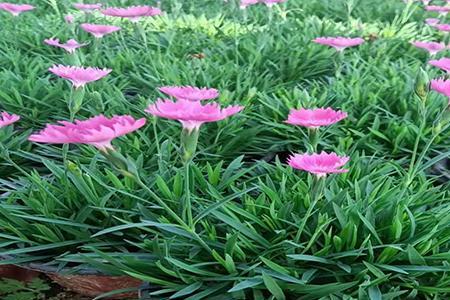 欧石竹8月份能种吗