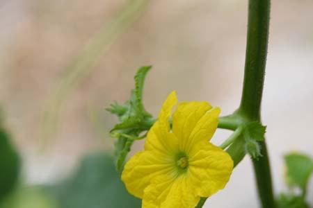 黄瓜花是完全花吗