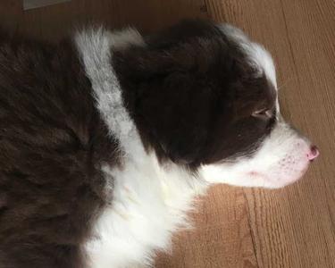 如何训练边牧上厕所