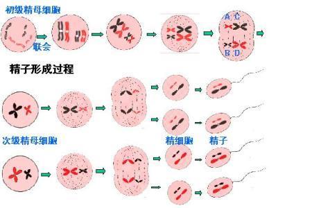 减数分裂只包括精卵细胞吗