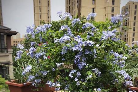 蓝雪花枝条多长会开花