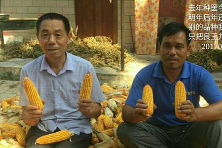良玉369玉米产量怎么样