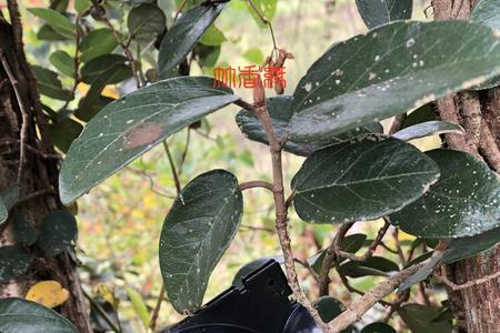薜荔根茎可以直接种吗