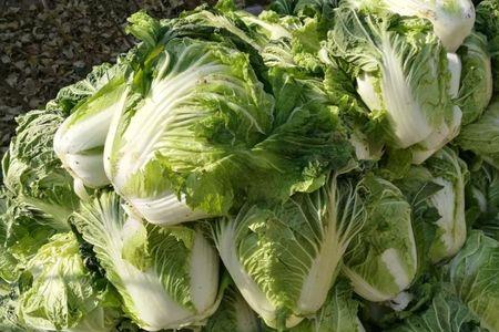 大白菜能直接堆起来放在地里吗