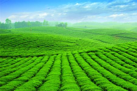 茶叶加工利润有多大