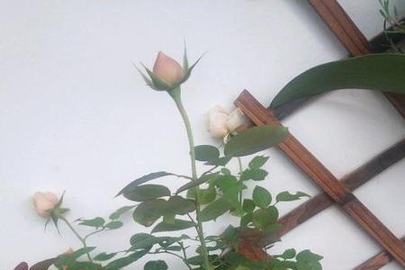 月季分盆时间和方法