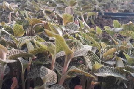 种植一亩金线莲的成本和利润