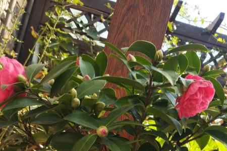 北方夏季室外怎样养克瑞墨茶花