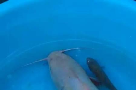 中间有鱼鳞两边没有是什么鱼