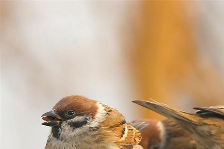 麻雀装死到什么时候