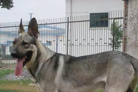 狼青犬为什么不叫呢