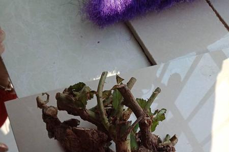 玫瑰泡生根粉泡一天可以吗