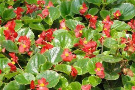 四季花好久浇一次水