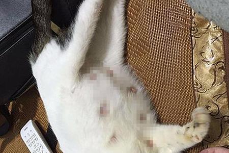 猫咪生完第一只怎么不生了