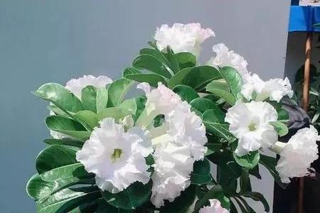 立秋多久后可以给花换盆