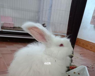 兔子几个月赶走小兔子