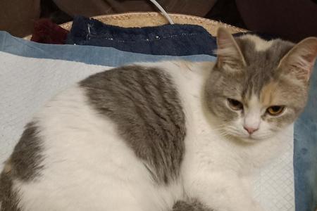 猫孩子生下来有多大
