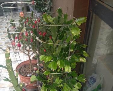 仙人掌如何嫁接月季花