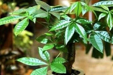 发财树夏天能放室外吗