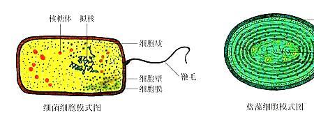 蓝藻是如何进行光合作用的