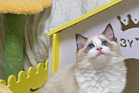布偶猫3-6个月变化
