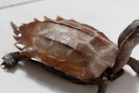 乌龟能吃用盐炒熟的菜肉吗