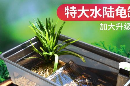 60缸适合养多少只龟