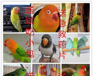 绿桃配蓝腰黄桃出什么