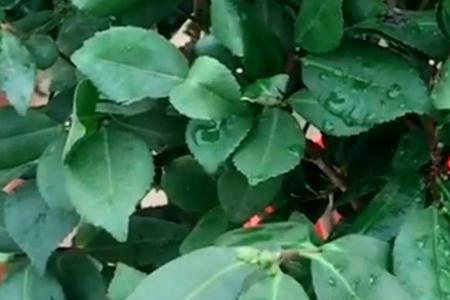 茶花夏季掉叶子怎么回事