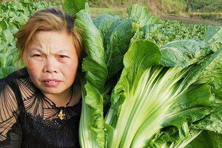 四川宽叶青菜的做法