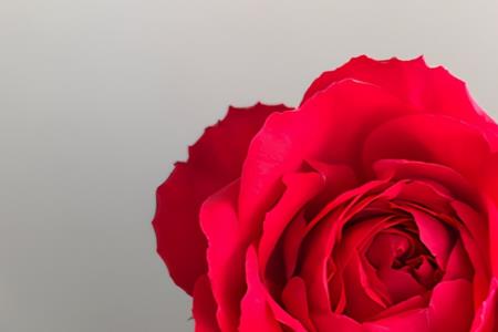火烧云和中国红月季的区别