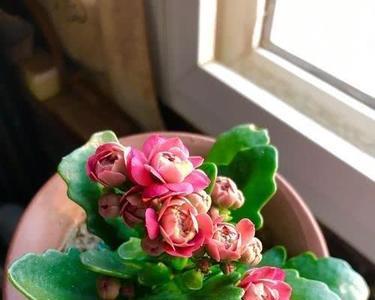 长寿花小苗多久开花