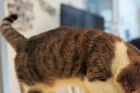 猫癖什么意思