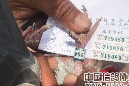 鸽子的足环号01代表什么