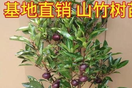 贵州省铜仁市能种植山竹吗