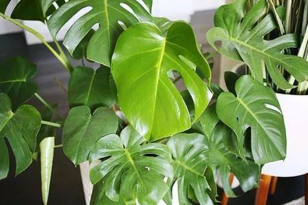 适合室内不需要阳光的植物