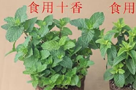 五香菜和十香菜的区别