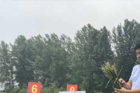 郑麦16审定公告