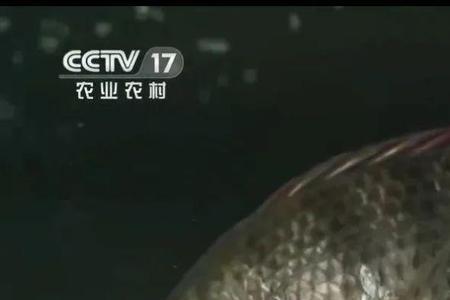 罗非鱼吃面包吗