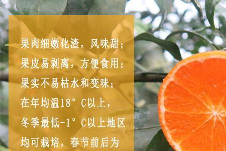 种爱媛38和沃柑哪个品种更有前途