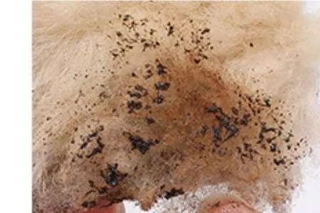 羊绒燃烧后和羊毛燃烧后区别
