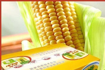 拉玉米放冰袋怎么放