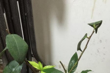 茶花有芽尖为啥不出叶