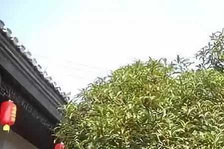桂花树，栽在院子哪里