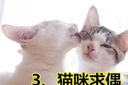猫咪声音越叫越小为什么