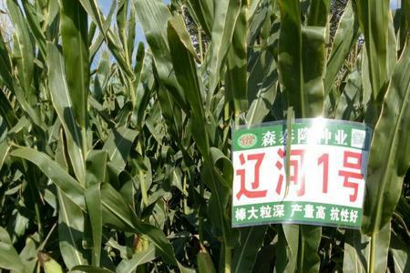 纪元888玉米种审定公告