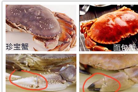 面包蟹肚子里的白色是肠子吗